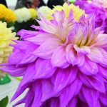Clevedon Flower Show Plant Sale